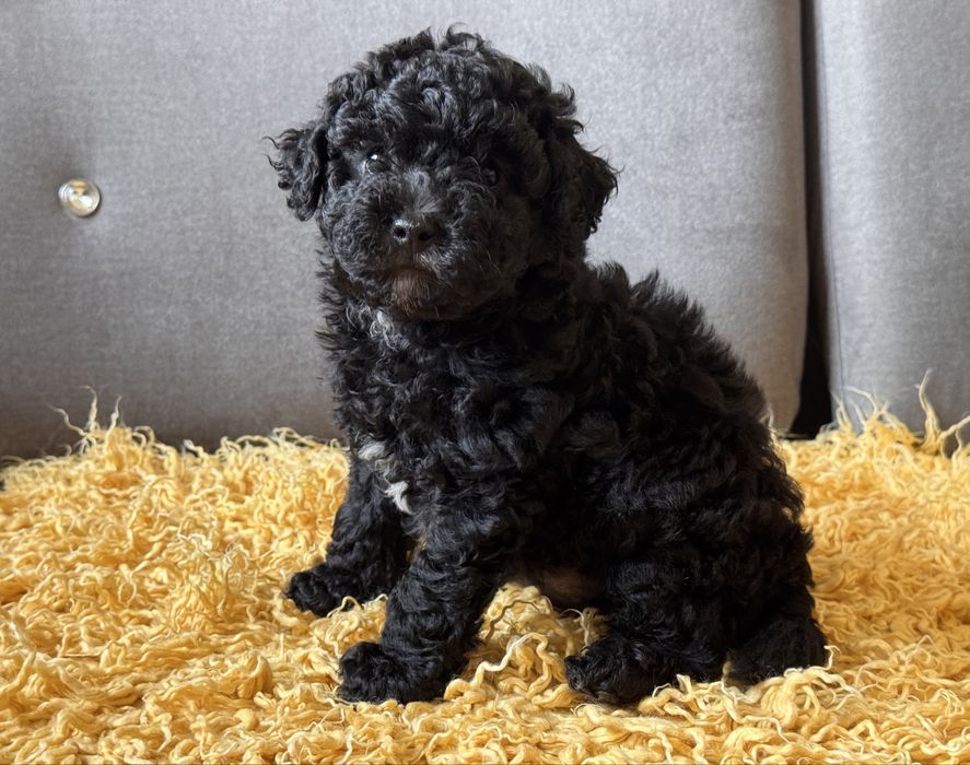 Bichpoo chłopiec gotowy do odbioru