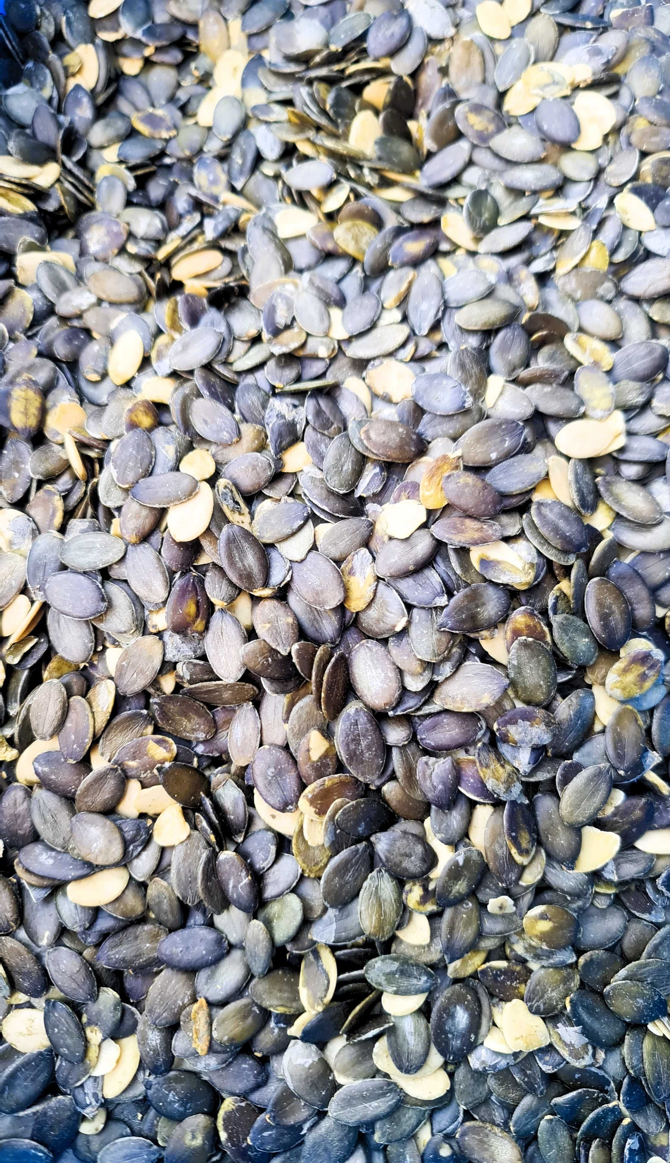 Dynia bezłuskowa bezłupinowa pestki