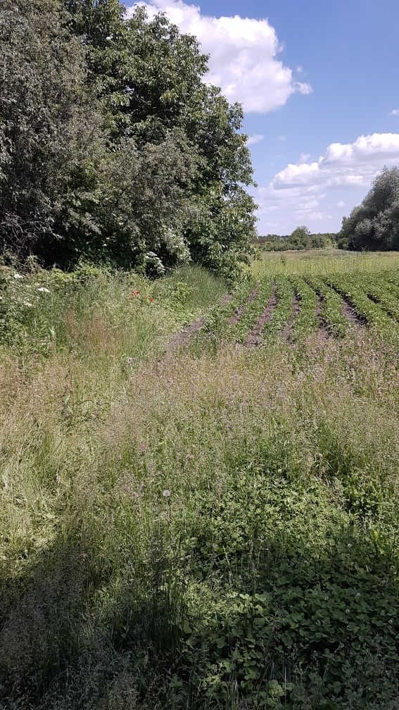 Продам будинок дом в с Бричківа 16км від Полтави