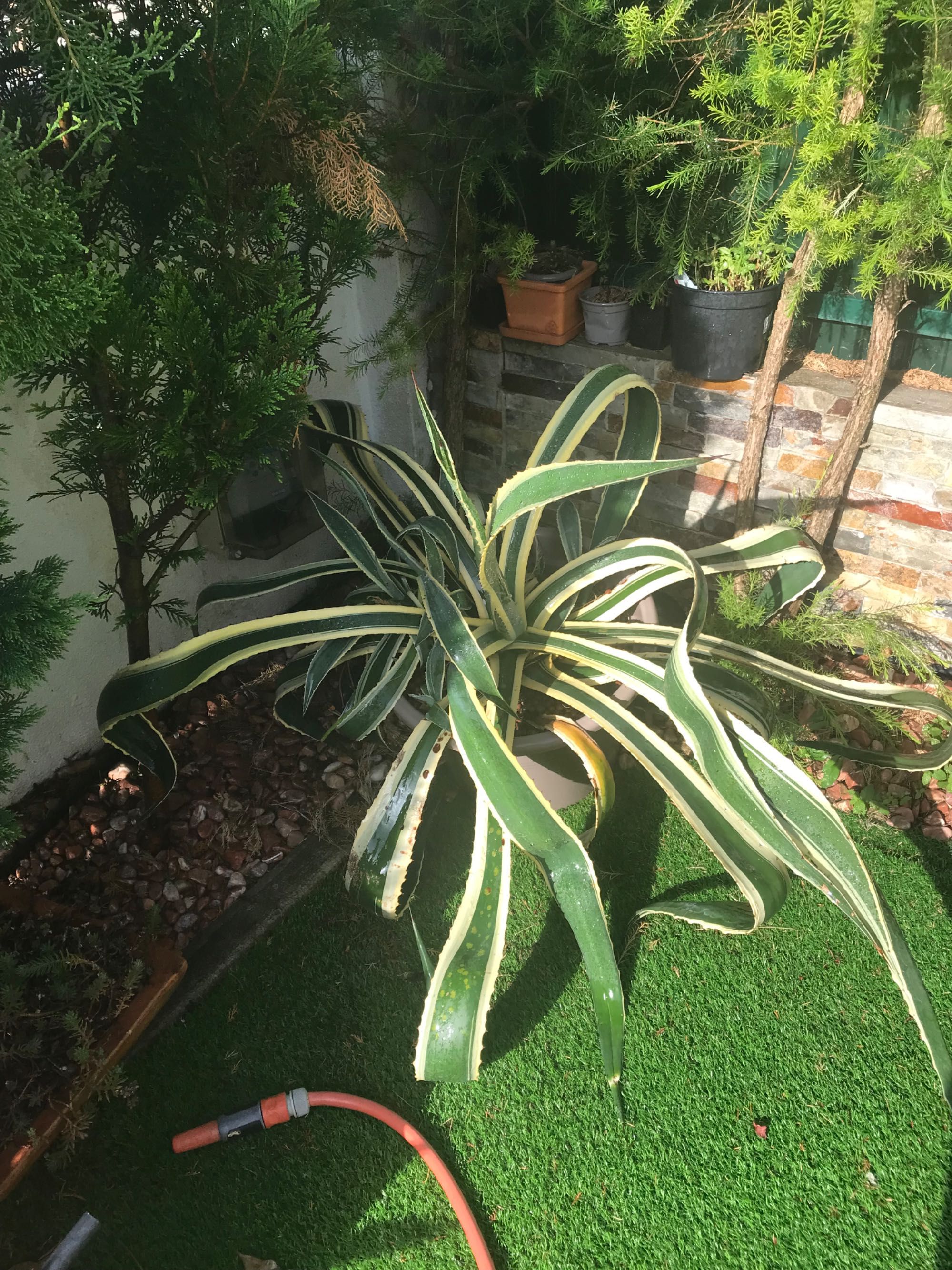 Agave Marginata ou Attenuata