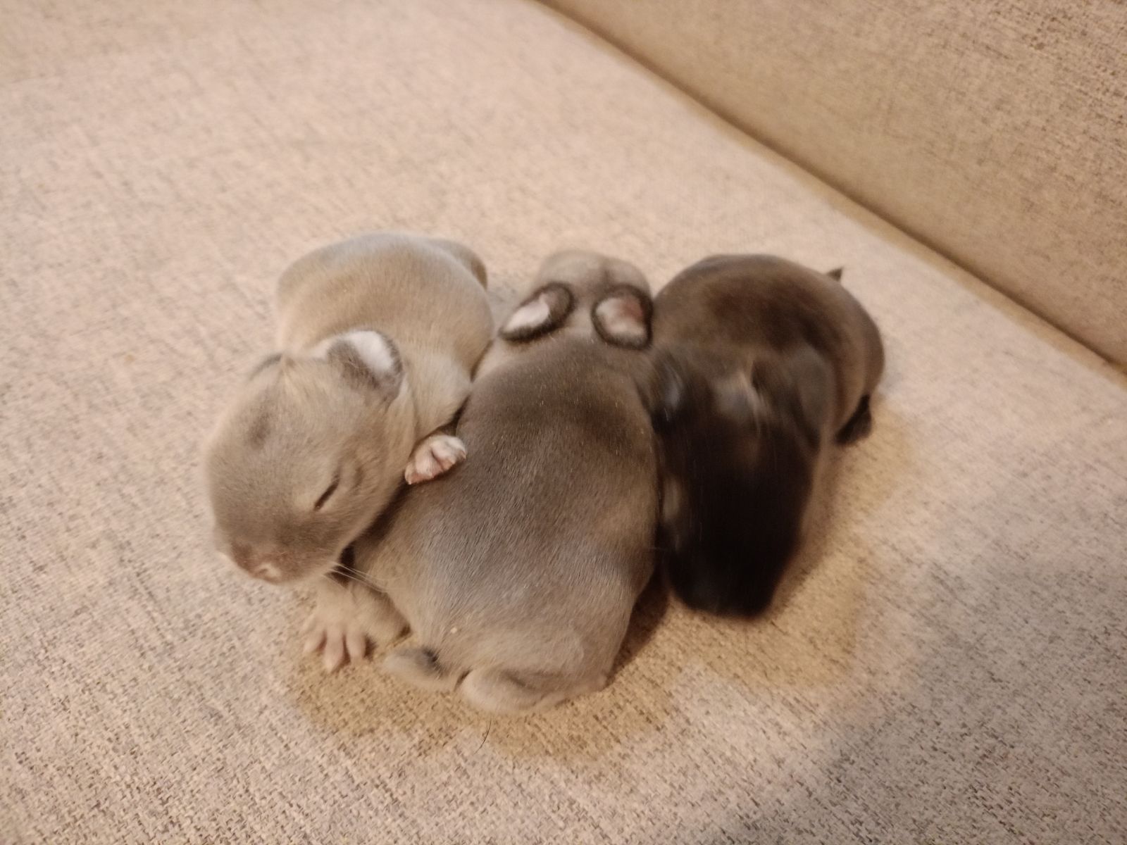 Mini lop króliki karzełek miniaturka baranek hodowla