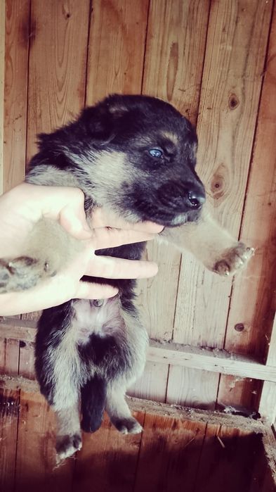 Продам цуценят німецької вівчарки!!!