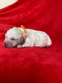 Lagotto Romagnolo FCI