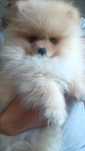 Szpic miniaturowy pomeranian