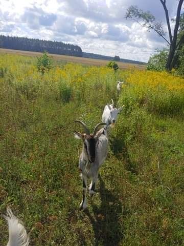 Kozie mleko od własnych kóz