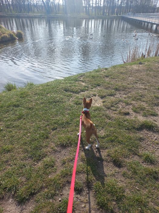 Basenji FCI/ZKwP suczka