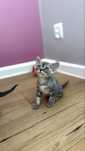 Devon rex Kocurek Jojo