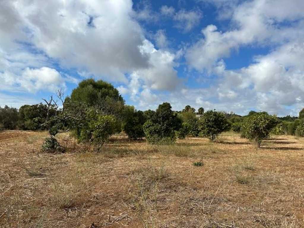 Quinta para recuperar com 22.480m² em Moncarapacho – a 5 min da Fuseta