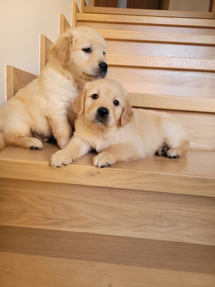 Golden Retriever gotowe do odbioru