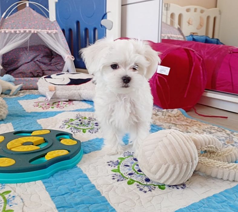 Maltańczyk szczenię