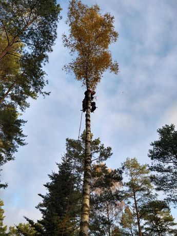Wycinka i pielęgnacja drzew (trudnych) met. alpinistyczną z uporządkow