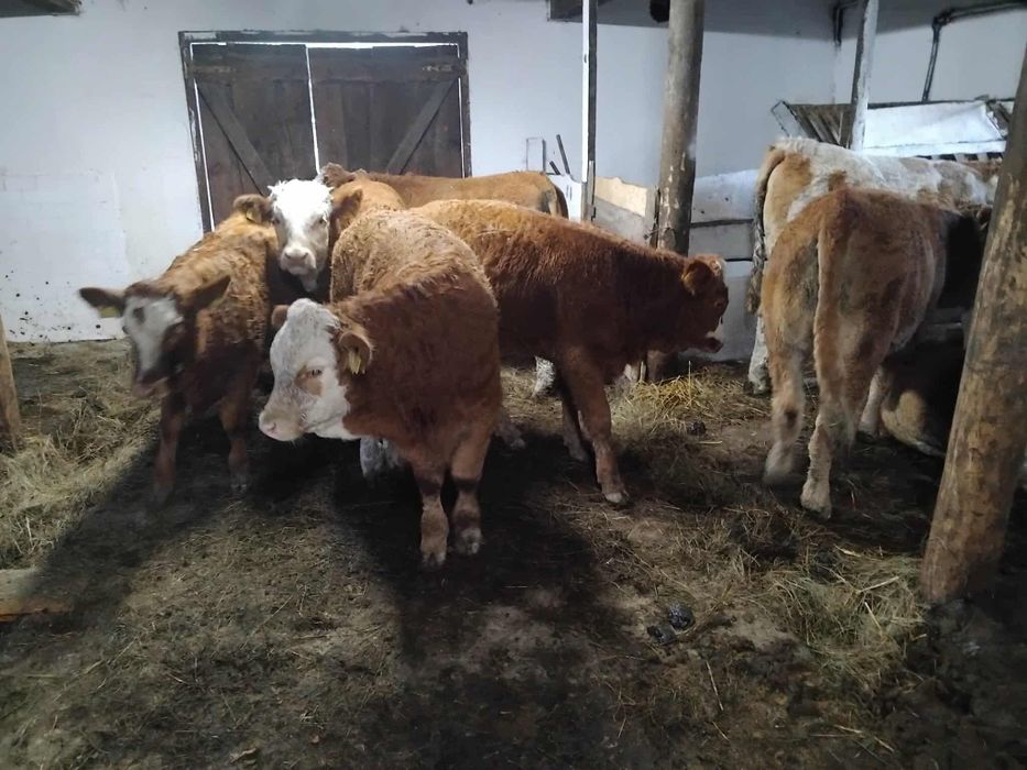 Sprzedam Jałówki odsadki miesne