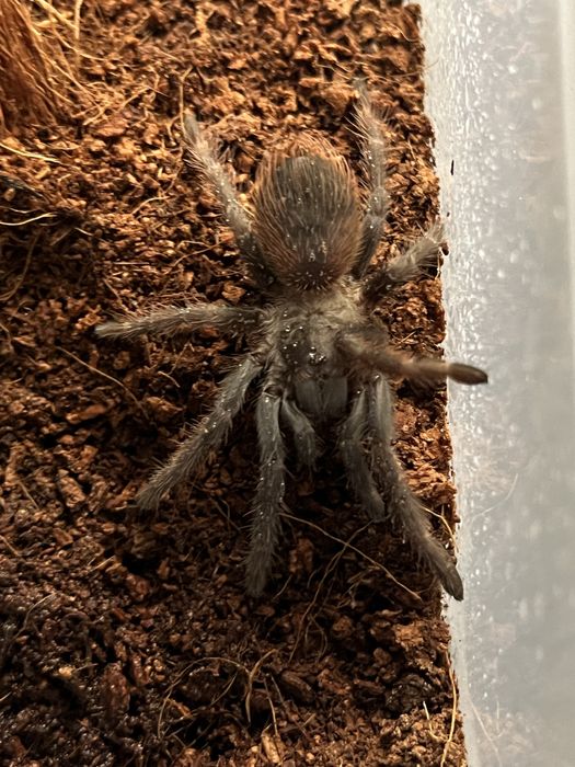 T v.a.g.a.n.s 3DC+Lasiocyano sazimai 2DC