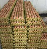 Инкубационные яйца с Европы и Украины