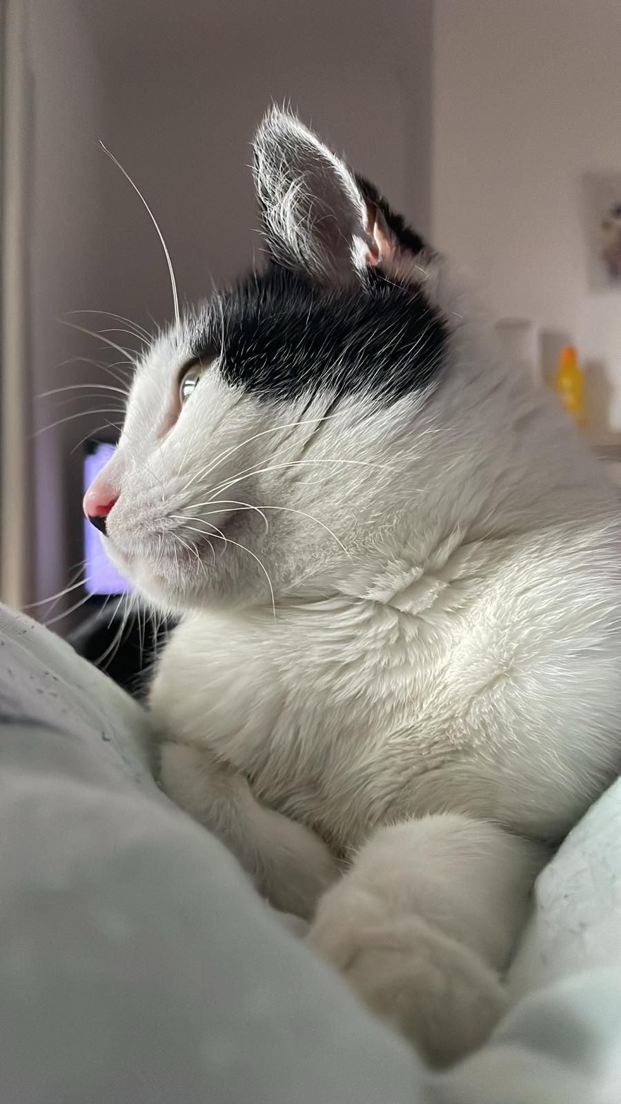Gatinho jovem super meigo para adoção