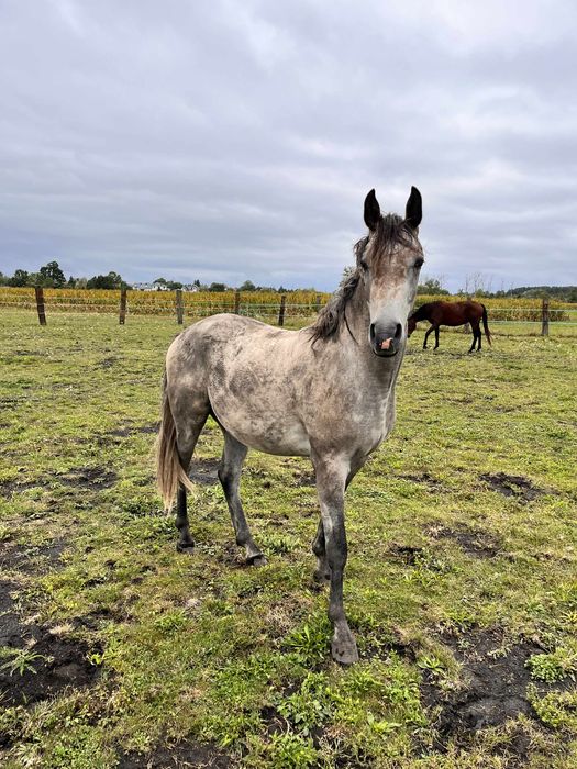 Czysta Krew Arabska Castini Wałach