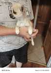 Suczka chihuahua