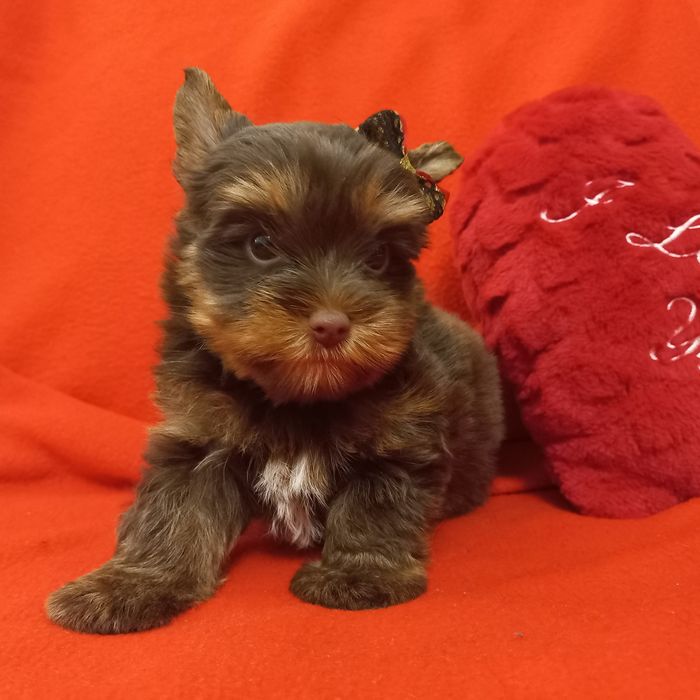 Yorkshire terrier czekolada