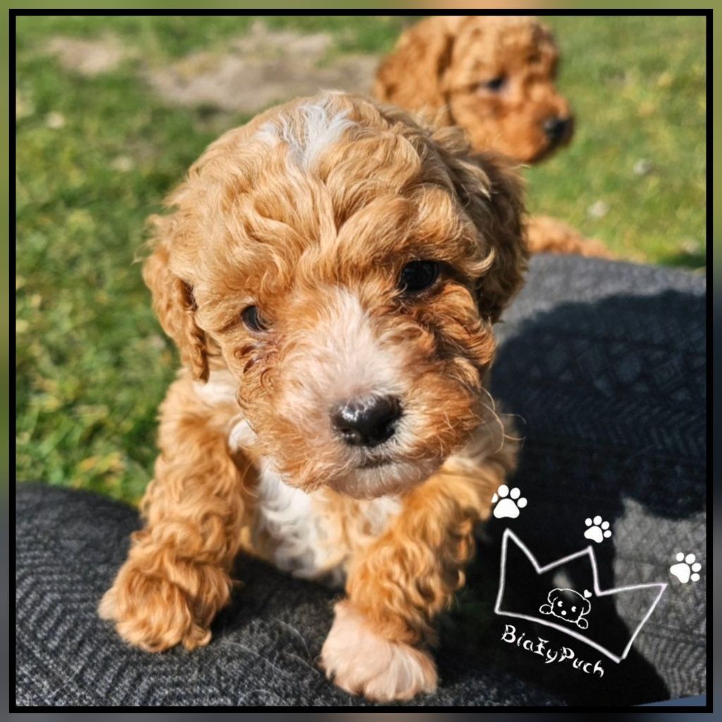 Maltipoo pudel toy red loki białe badania paszport wyprawka