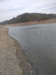 Propriedades eucaliptos/ pinhal