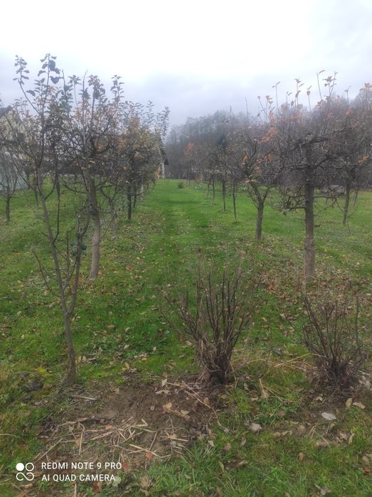 Działka budowlana z sadem.