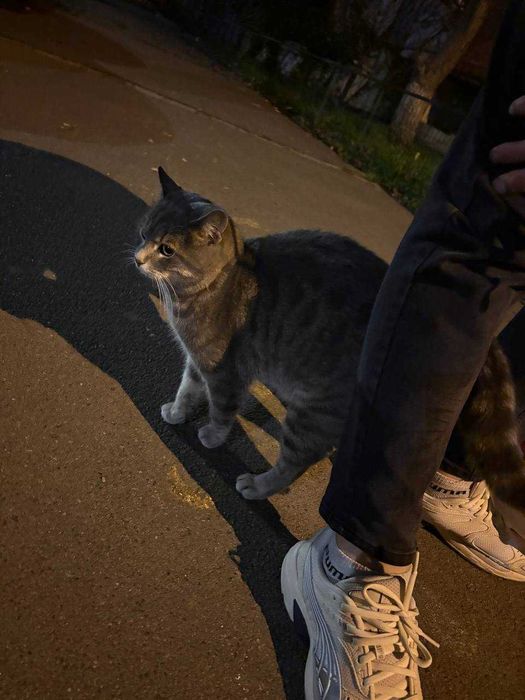 Віддам котика в добрі руки