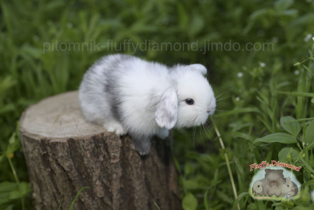 Дівчинка у забарвленні рен. Висловухий баранчик NHD.