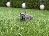 Buldog francuski suczka