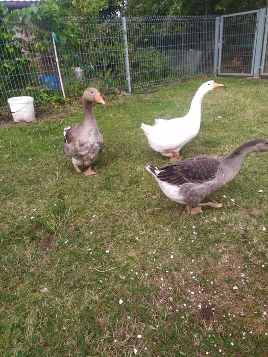 Roczne gęsi i gąsior.