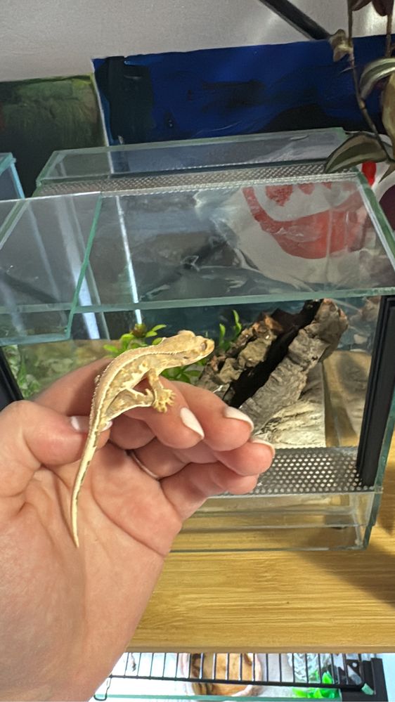 Male gekony orzesione