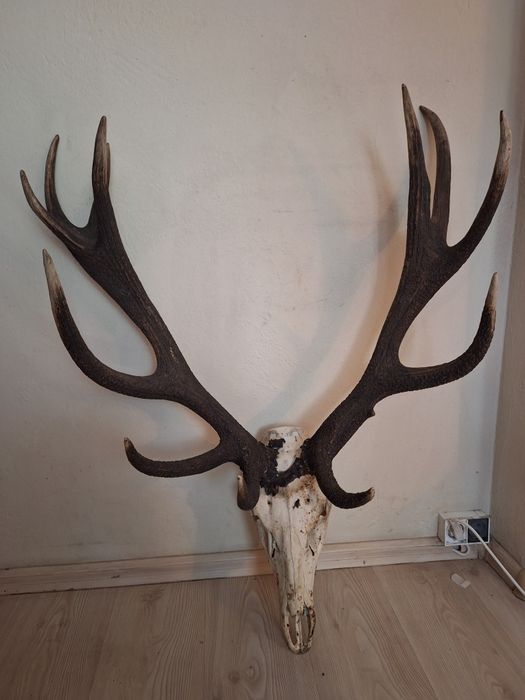 Poroże Jelenia 6 kg