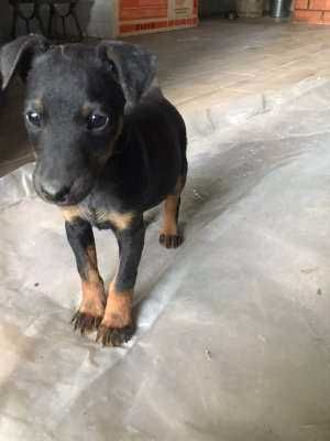 ягтерьєр цуцик ,активний 2.5 міс.чистокровний