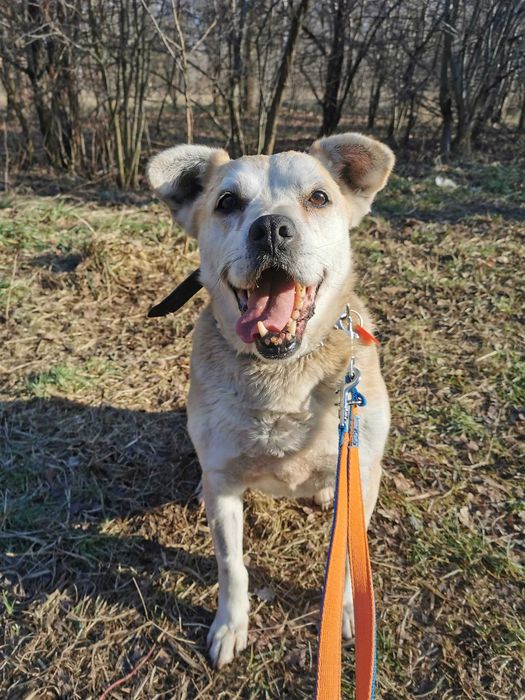 Mazda po 10 latach ponownie w schronisku...czeka na nowy dom!