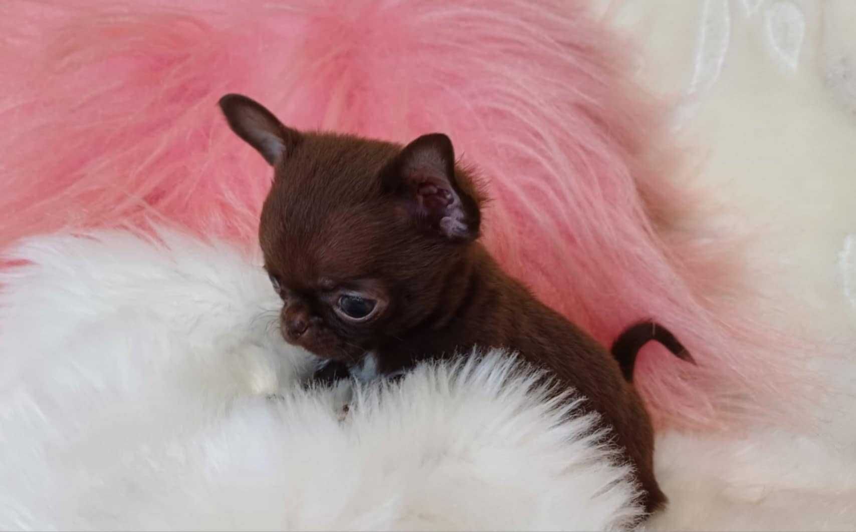 Chihuahua przepiękna trzymiesięczna mini czekoladowa dziewczynka