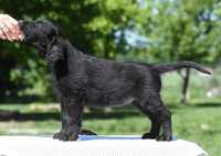 Flat Coated Retriever - superowy, wystawowy chłopczyk