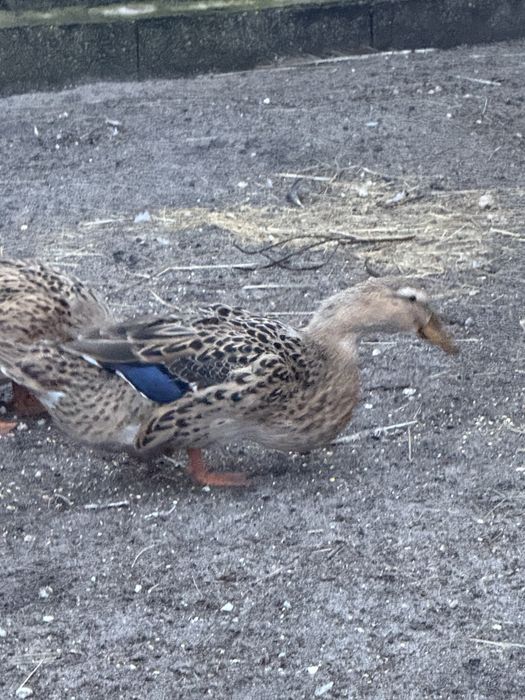 Patos Rouen disponiveis