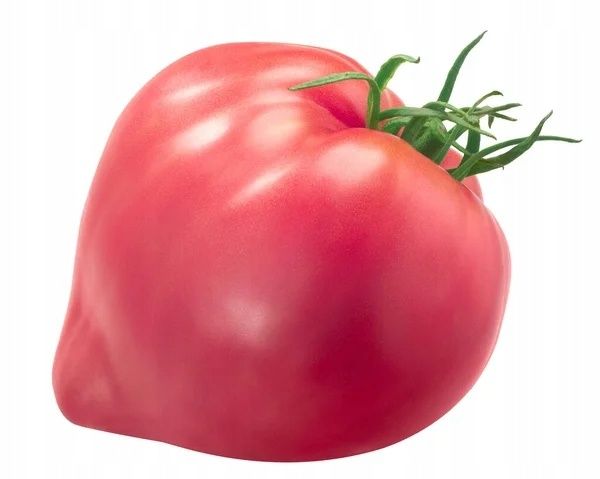 Sadzonka Pomidora Bawole Serce OXHEART PNOS