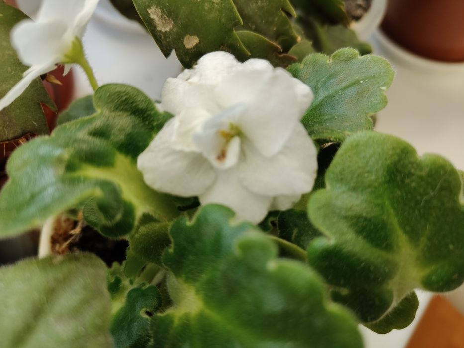 Продажа красивых фиалок