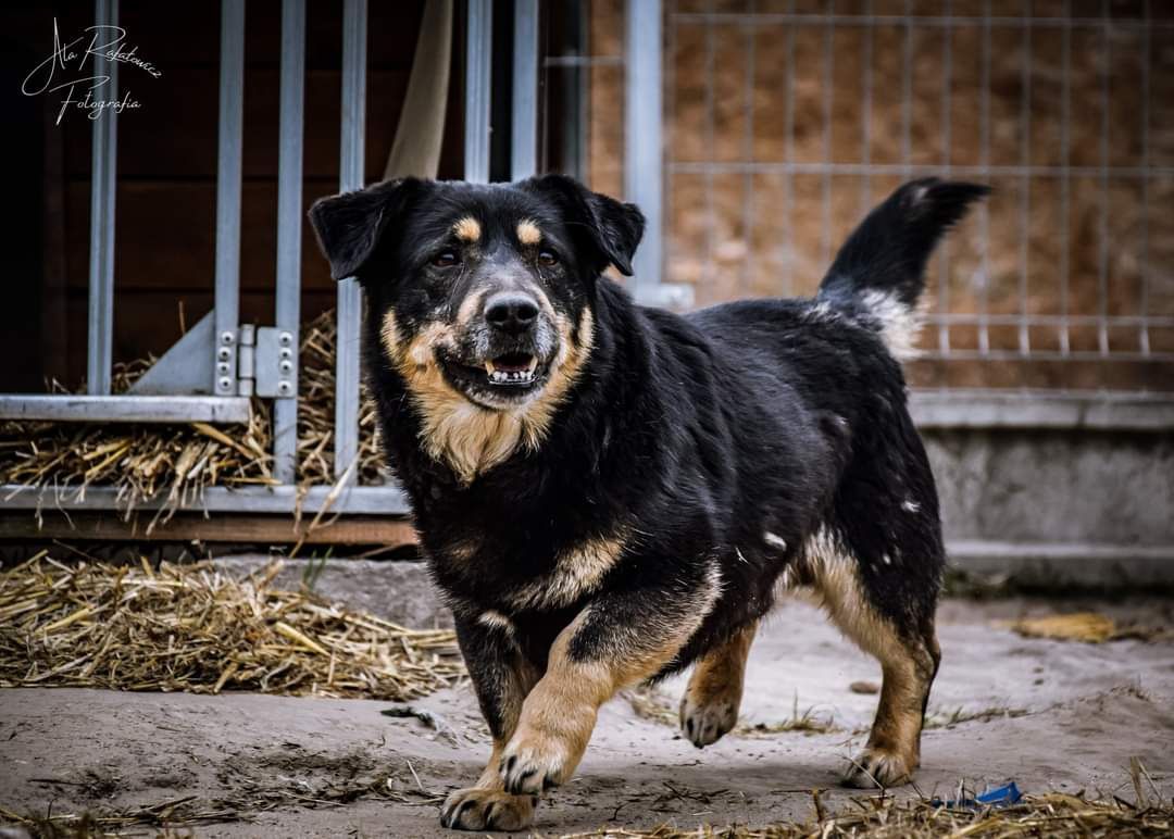 Słodziutki, 6-letni psiak. Pokochaj Karpika!