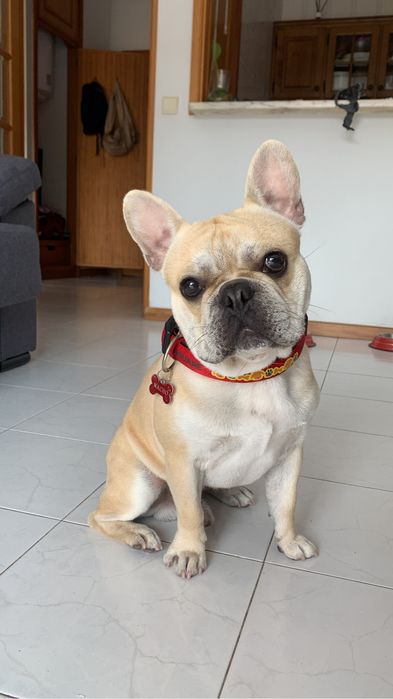 Montas - Bulldog French Cream *experiência*