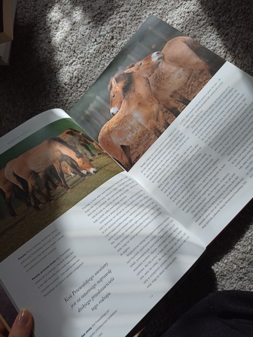 Piękno konia, album fotograficzny