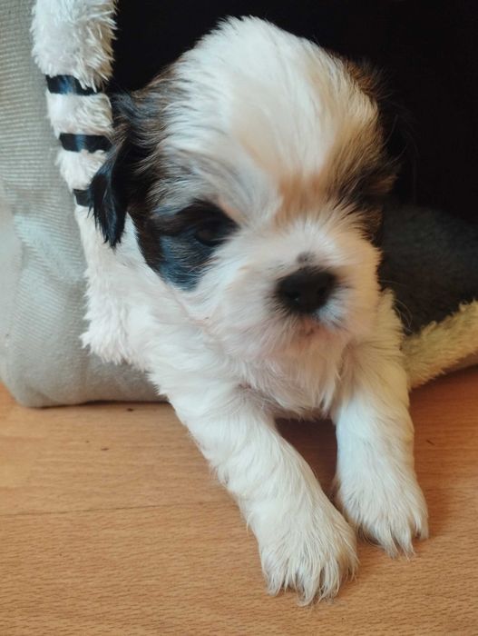 Shih Tzu uroczy piesek tricolor z trzypokoleniowym rodowodem