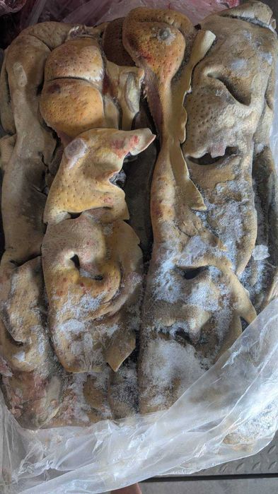 Губи яловичі губы говяжьи,  нос говяжий