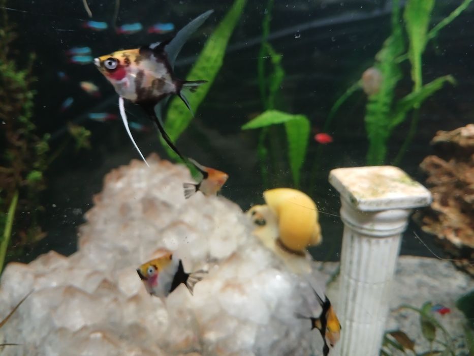 Ryby rybki akwariowe , danio, skalary, ramirezy,  tetry , kiryski