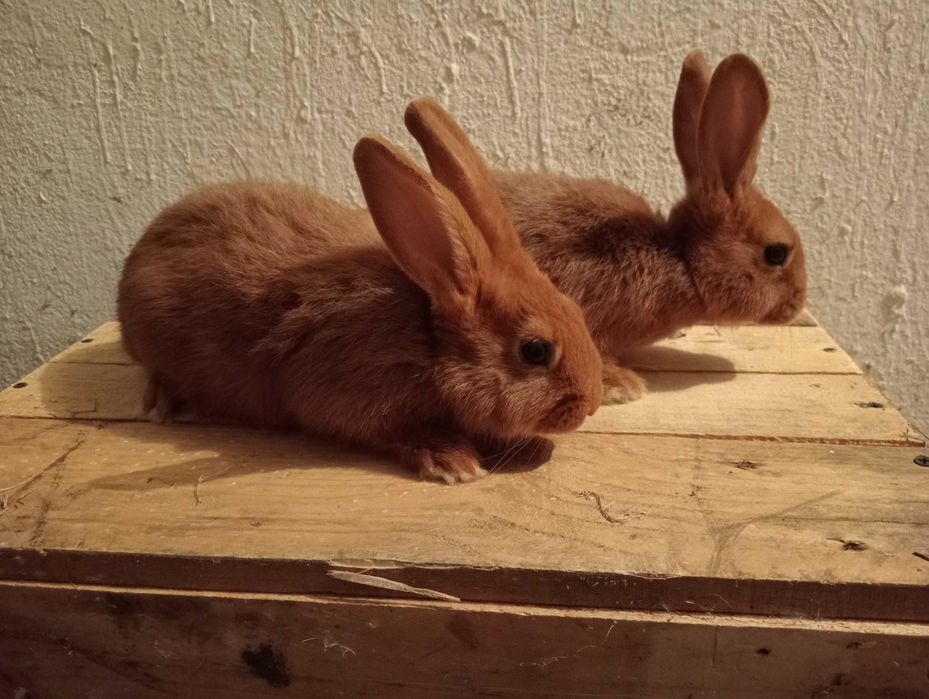 Króliki nowozelandzki czerwony