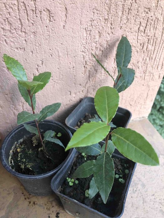 Гинкго Билоба,Лавр