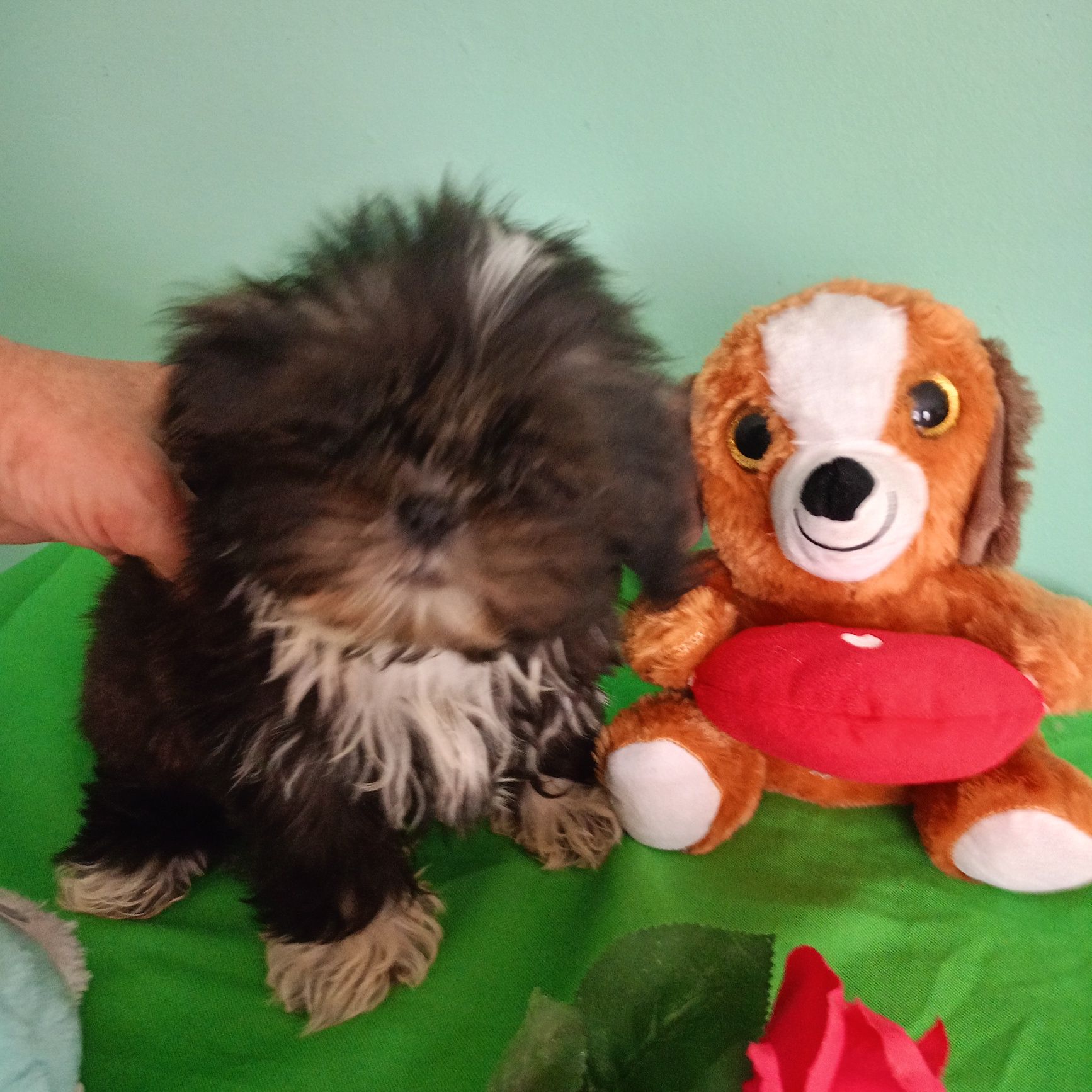 Shih tzu - sunia