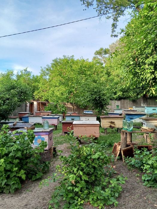 Продам бджолосімї та бджолопакети