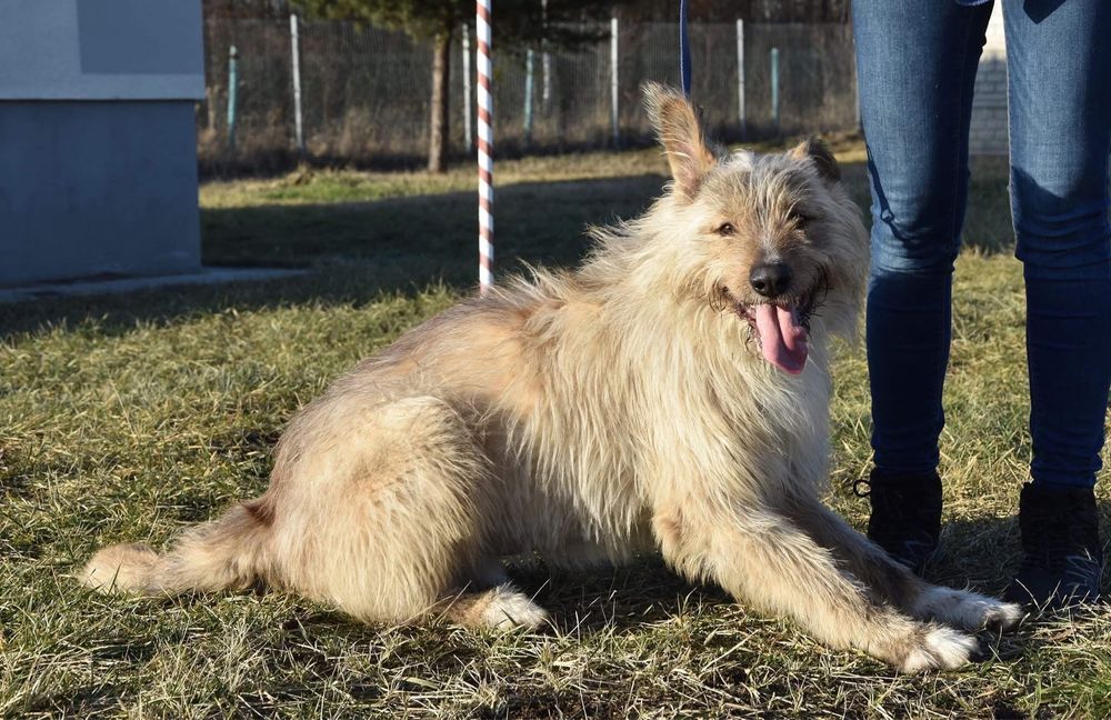 Amor szuka odpowiedzialnego i doświadczonego domu