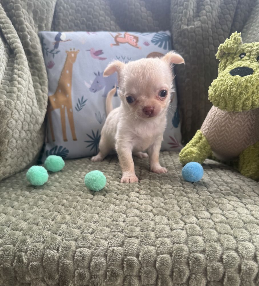Chihuahua gotowe do odbioru
